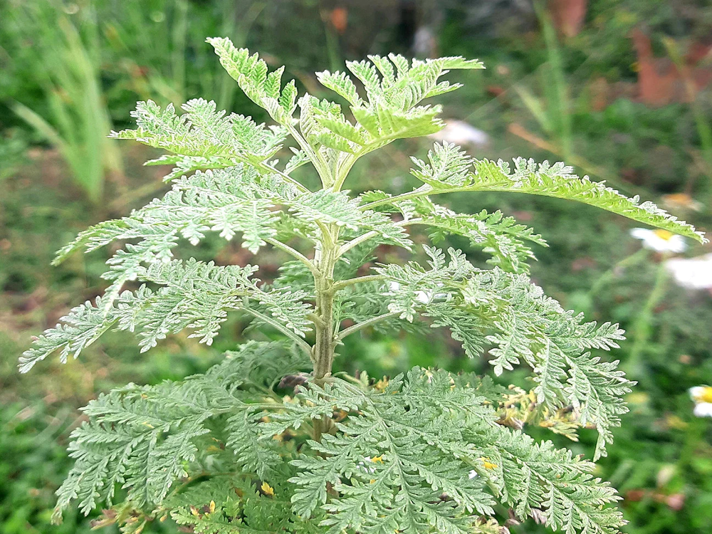 Artemesia Afra (Wilde Als / Umhlonyane) silvery-green feathery leaves