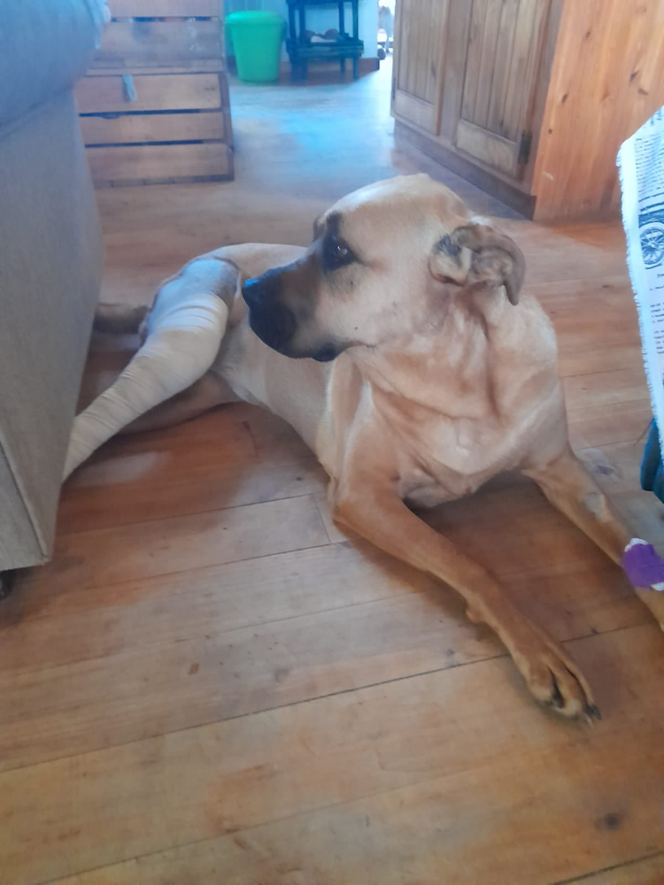 Daisy the dog resting with a bandaged leg after her operation