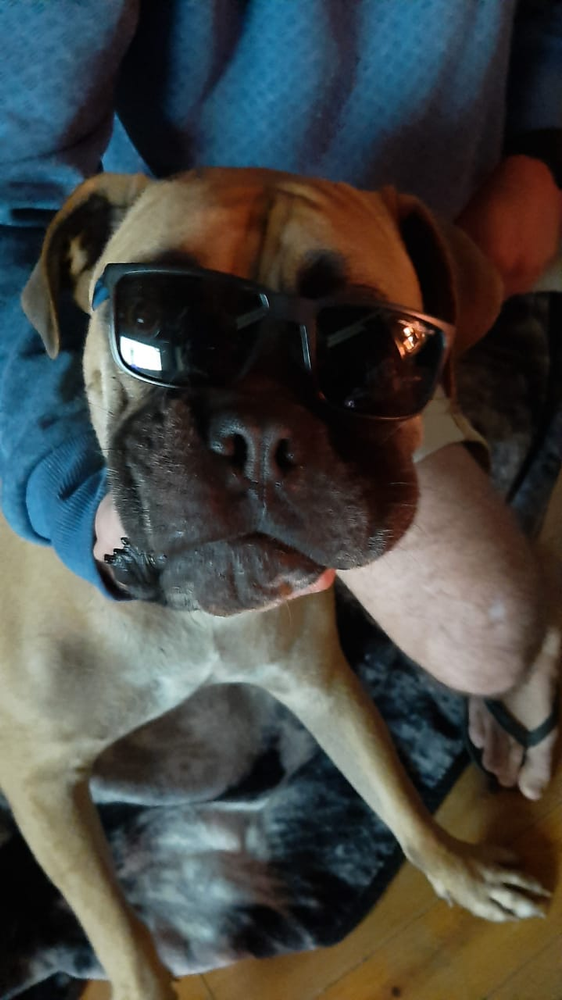 Zak the rescued boerboel wearing sunglasses