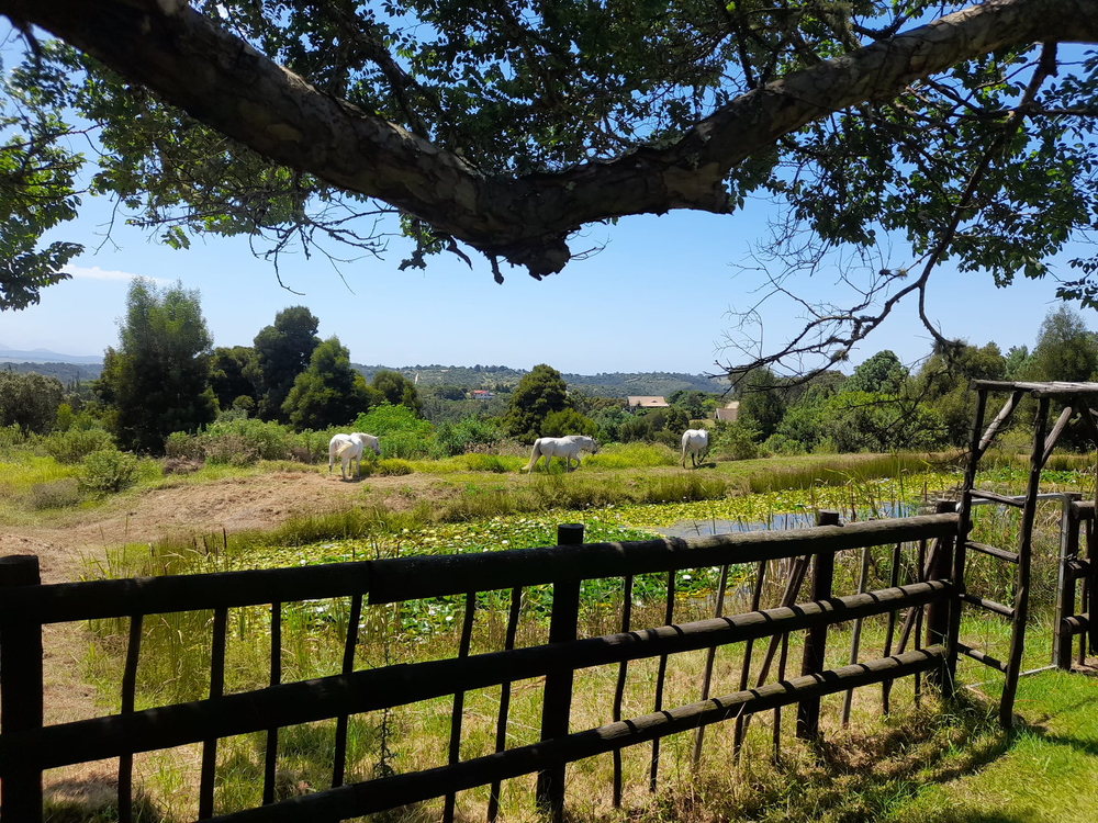 White horses grazing in a fenced field with lily pond and tree