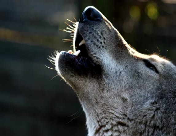 Wolf howling at the Tsitsikamma Wolf Sanctuary